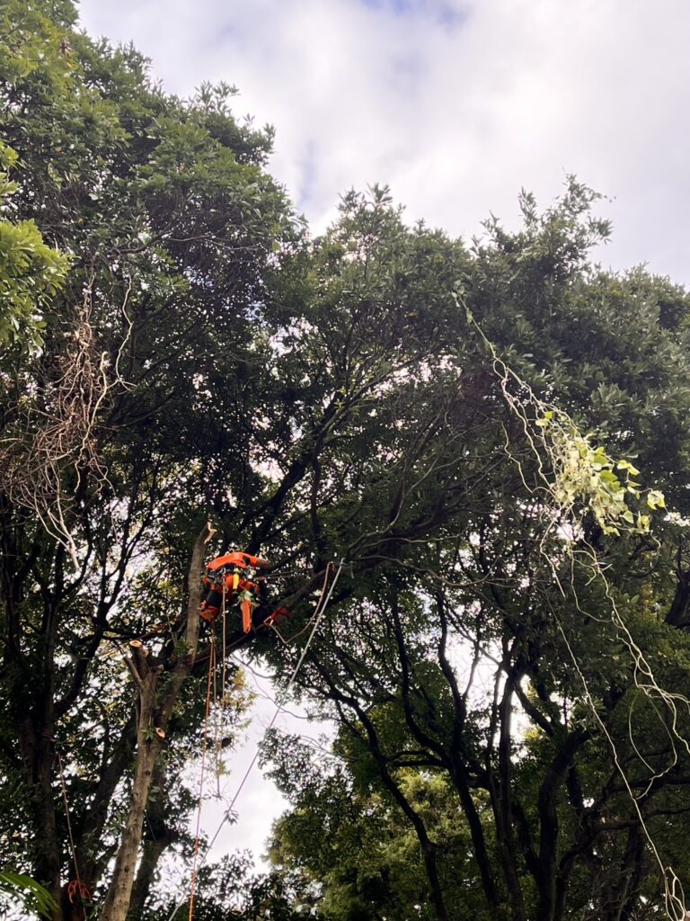 安全を最優先に丁寧な伐採作業を行っています。