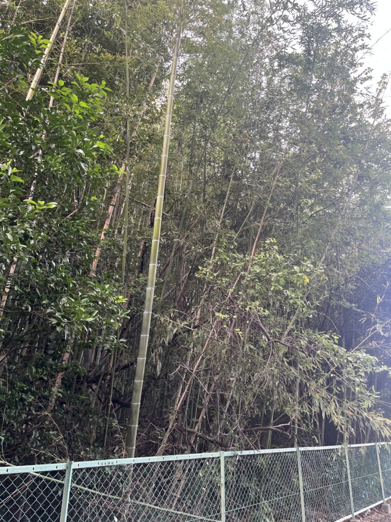 竹で覆われることで荒廃した印象に