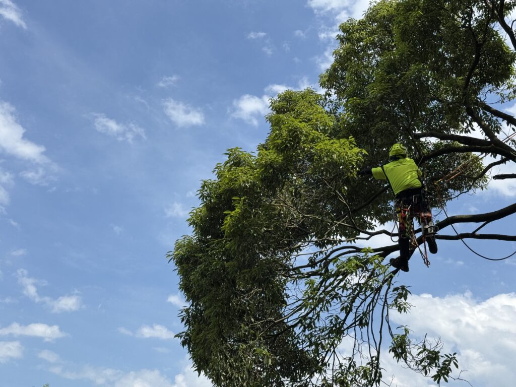住宅地での特殊伐採