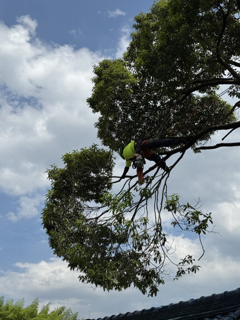 ロープワークによる特殊伐採を得意とし、高所でも重機を入れられない場所でも安全に作業可能です。