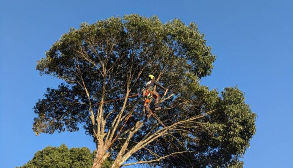 大きくなりすぎた木を自分で管理しやすい高さまで樹形を小さくしてほしい！