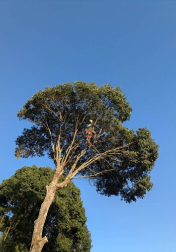 大きくなりすぎた木を自分で管理しやすい高さまで樹形を小さくしてほしい！