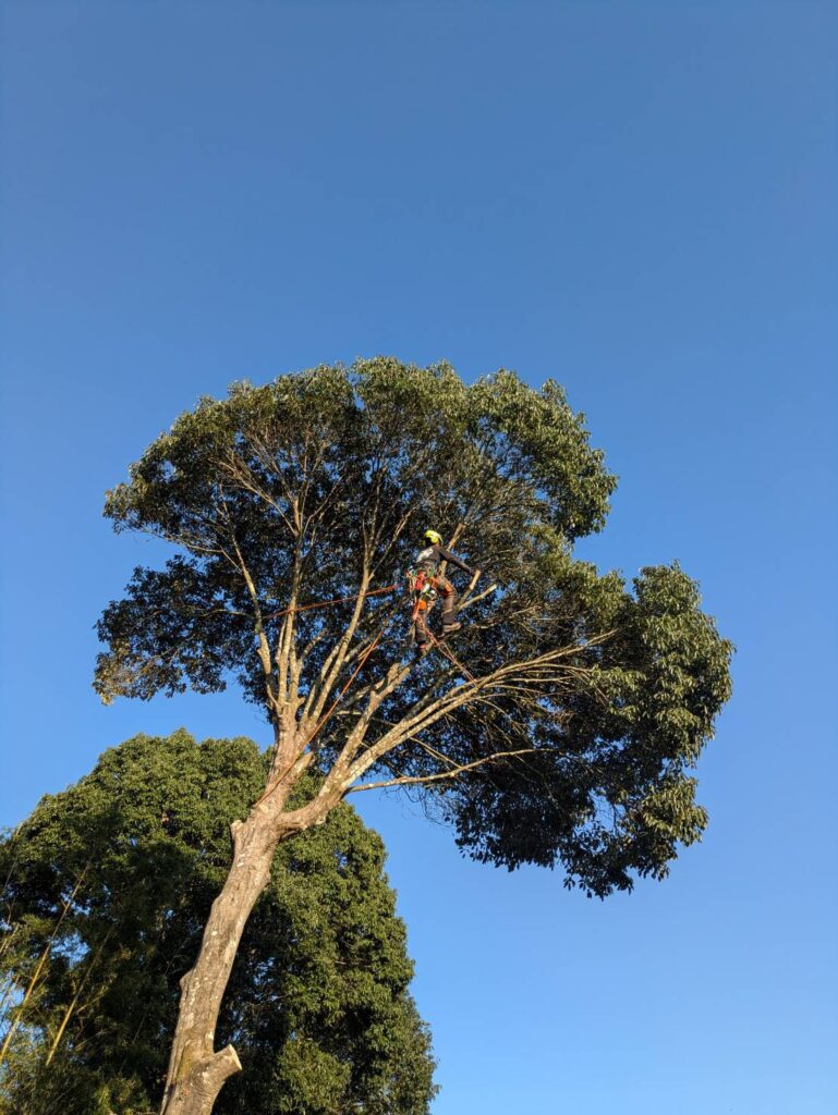 大きくなりすぎた木を自分で管理しやすい高さまで樹形を小さくしてほしい!