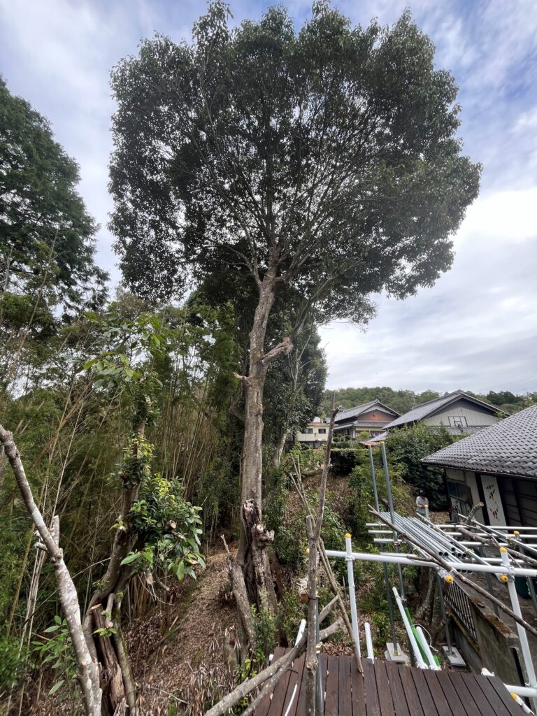 大きくなりすぎた木を自分で管理しやすい高さまで樹形を小さくしてほしい!