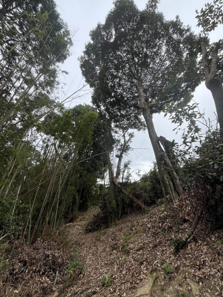 大きくなりすぎた木を自分で管理しやすい高さまで樹形を小さくしてほしい!