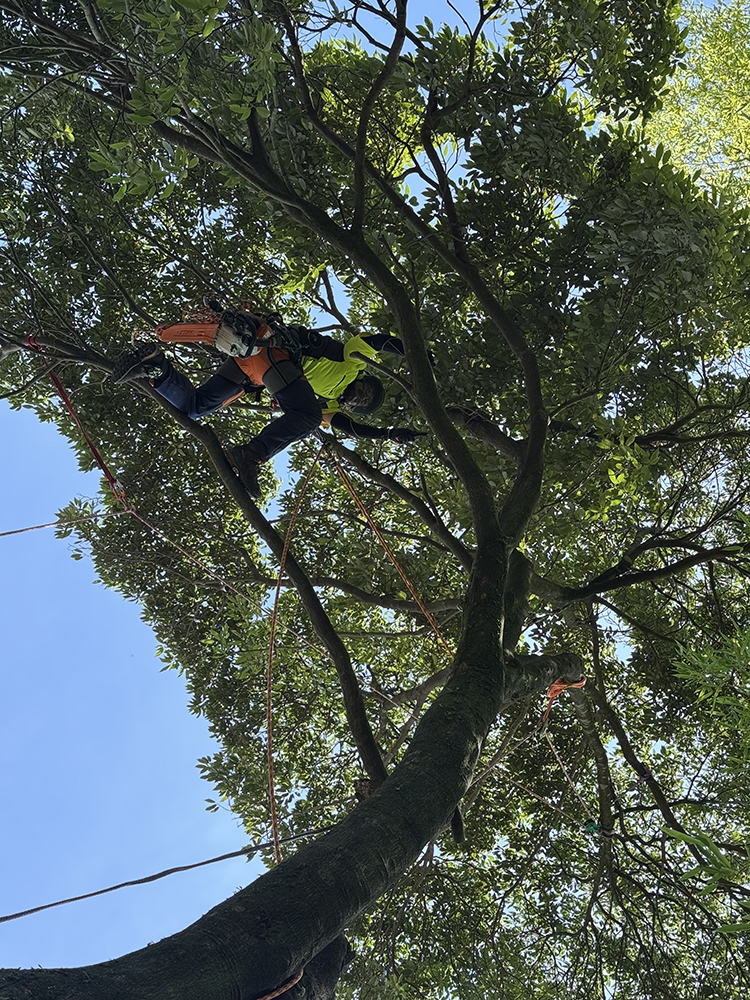 三重県の特殊伐採