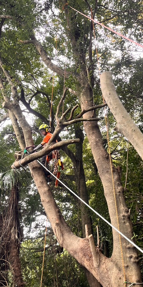 三重県の特殊伐採