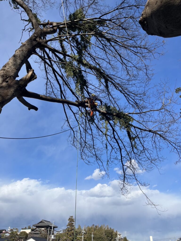 高所作業中も視界が良好。ロープを使った技術で安全に枝を降ろします
