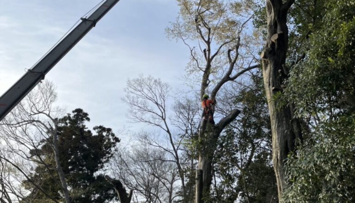 【冬がチャンス】落葉樹の伐採は冬がおすすめ！葉がないから「片付け費用」も安くなるって本当？