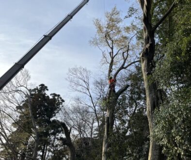 【冬がチャンス】落葉樹の伐採は冬がおすすめ！葉がないから「片付け費用」も安くなるって本当？