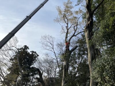 【冬がチャンス】落葉樹の伐採は冬がおすすめ！葉がないから「片付け費用」も安くなるって本当？