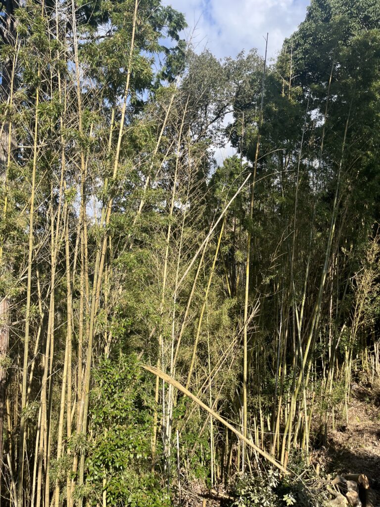 放置竹林がもたらす問題