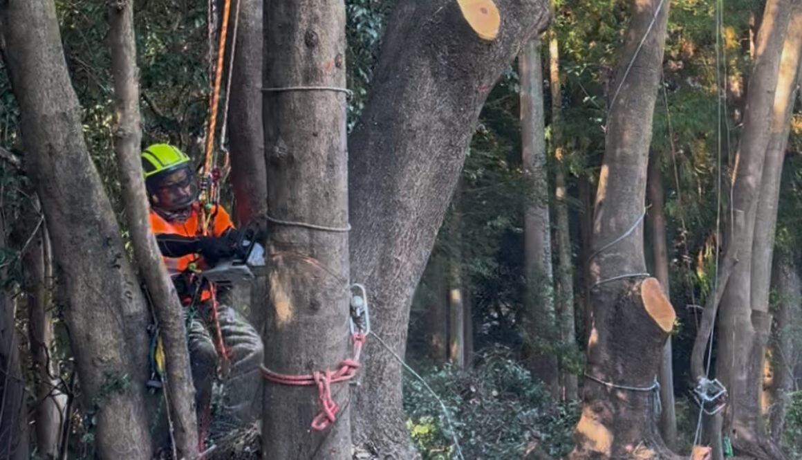 木を切るべきか、残すべきか。