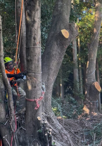 木を切るべきか、残すべきか。