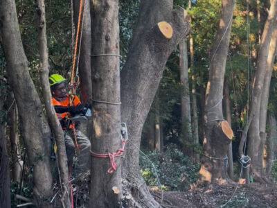 木を切るべきか、残すべきか。