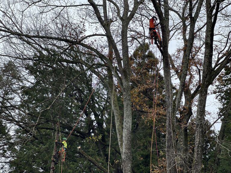 葉がない状態の木はスッキリしていて、作業後の掃除もスムーズです