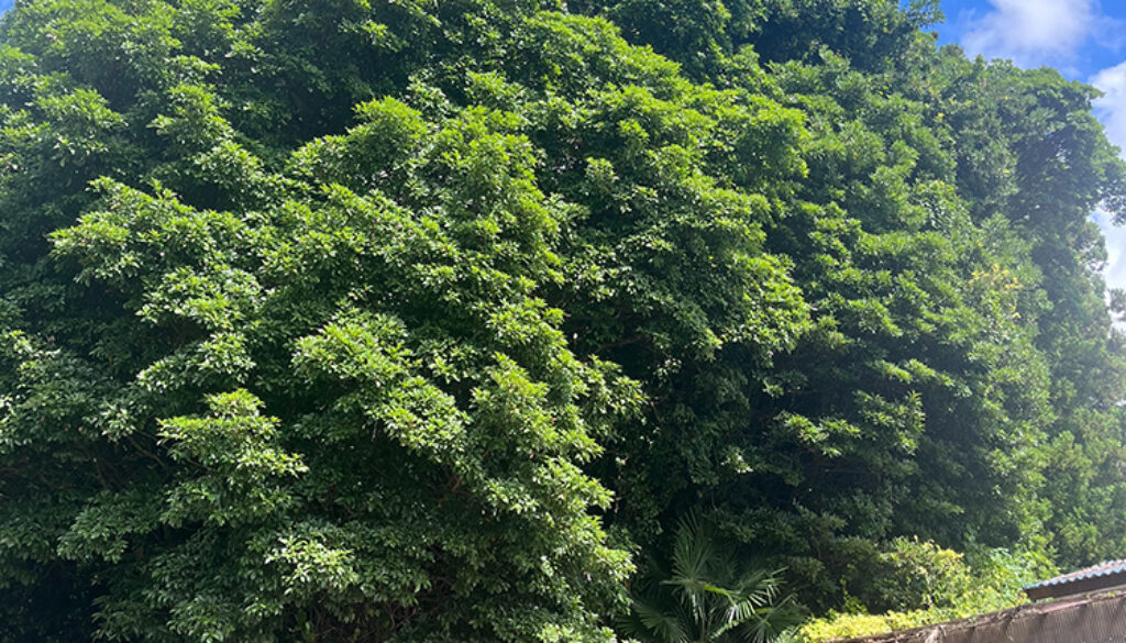 大きくなりすぎた越境木を大きな被害が出る前にコストを抑えた伐採を依頼