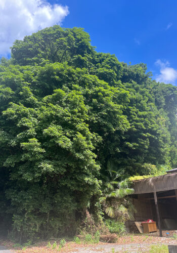 大きくなりすぎた越境木を大きな被害が出る前にコストを抑えた伐採を依頼