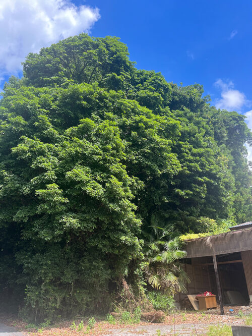 大きくなりすぎた越境木を大きな被害が出る前にコストを抑えた伐採を依頼