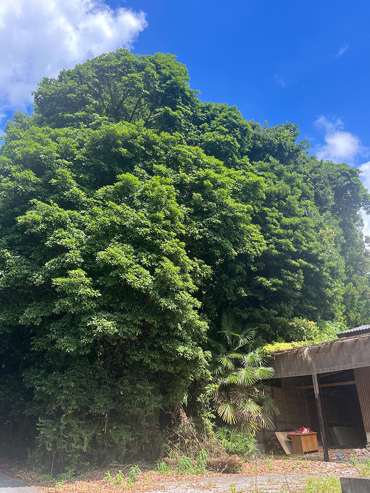 大きくなりすぎた越境木を大きな被害が出る前にコストを抑えた伐採を依頼 大きくなりすぎた越境木を大きな被害が出る前にコストを抑えた伐採を依頼