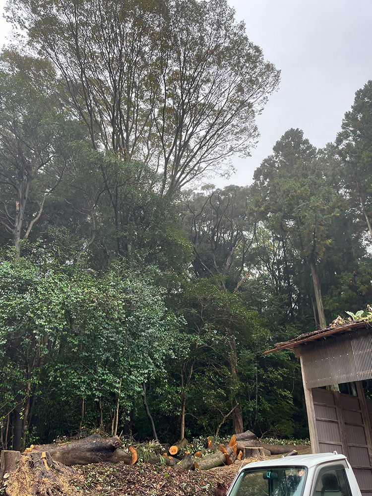 大きくなりすぎた越境木を大きな被害が出る前にコストを抑えた伐採を依頼 大きくなりすぎた越境木を大きな被害が出る前にコストを抑えた伐採を依頼