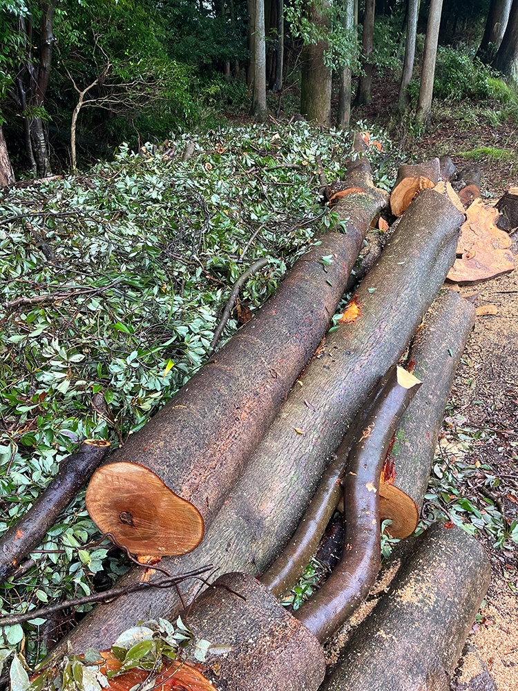 大きくなりすぎた越境木を大きな被害が出る前にコストを抑えた伐採を依頼 大きくなりすぎた越境木を大きな被害が出る前にコストを抑えた伐採を依頼