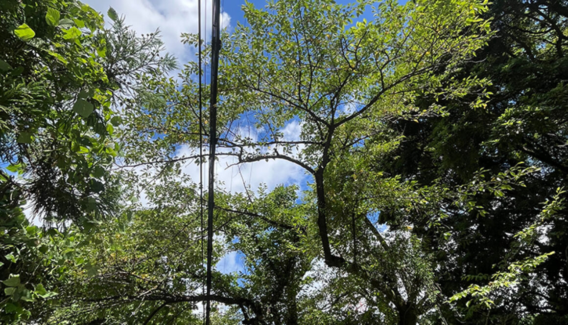 交通に支障が出ている桜の木を伐採せず残すかたちで施工して欲しい