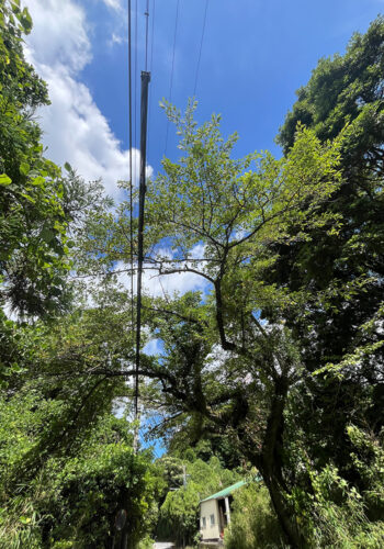 交通に支障が出ている桜の木を伐採せず残すかたちで施工して欲しい