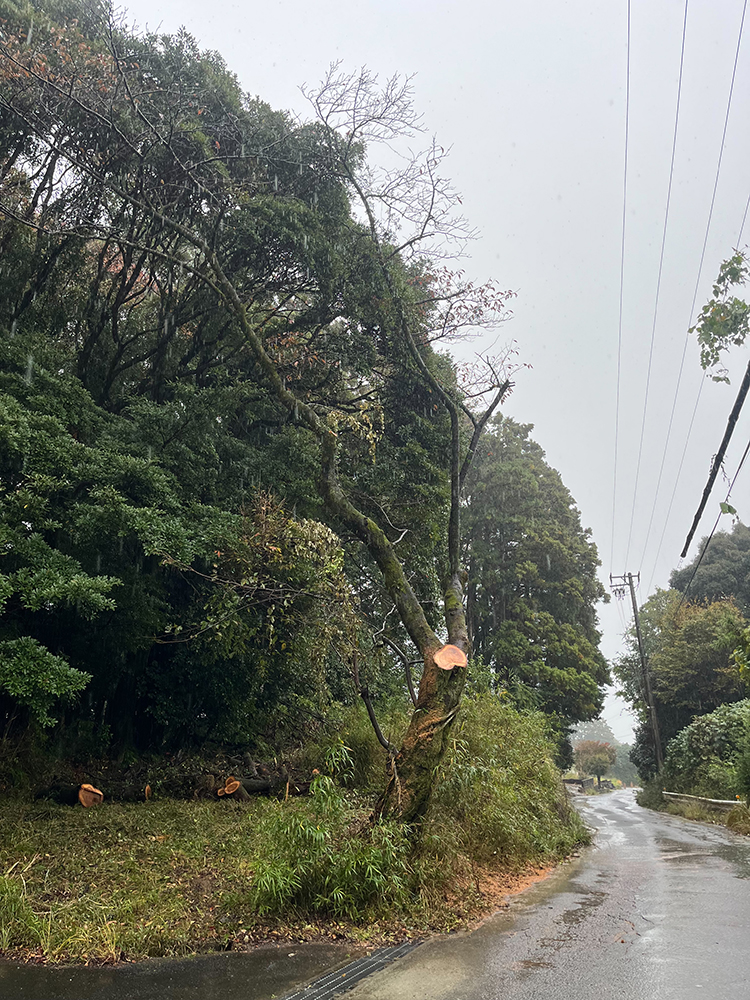 交通に支障が出ている桜の木を伐採せず残すかたちで施工して欲しい 交通に支障が出ている桜の木を伐採せず残すかたちで施工して欲しい