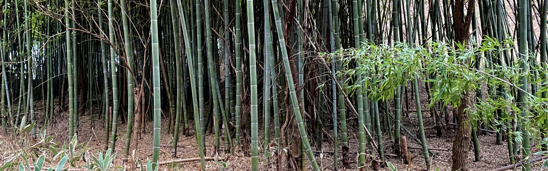 竹林整備：放置された竹林が与える害