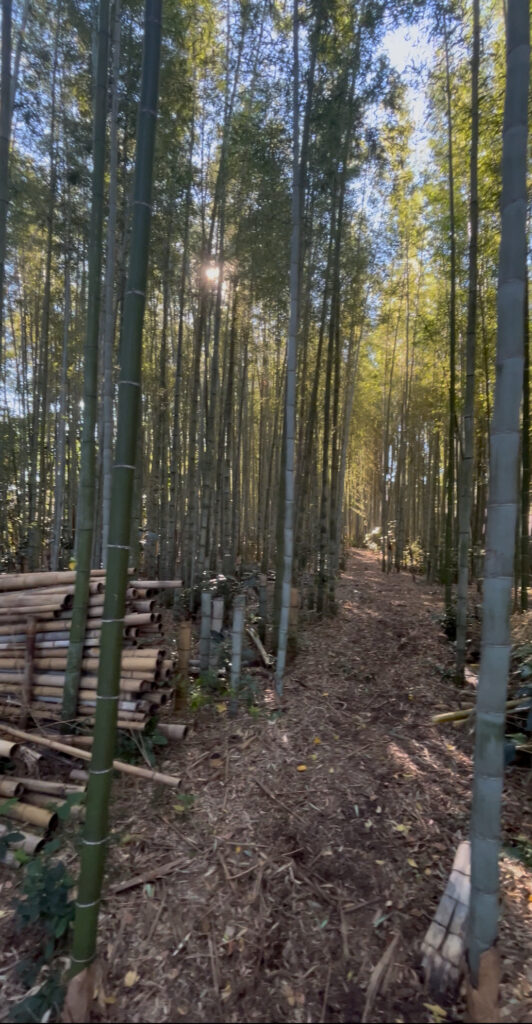 放置された竹林でも、丁寧に整備すれば “見違えるほど美しい山” に生まれ変わります。