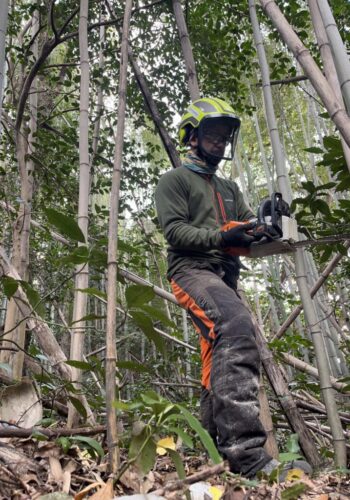 低コスト竹林整備事業