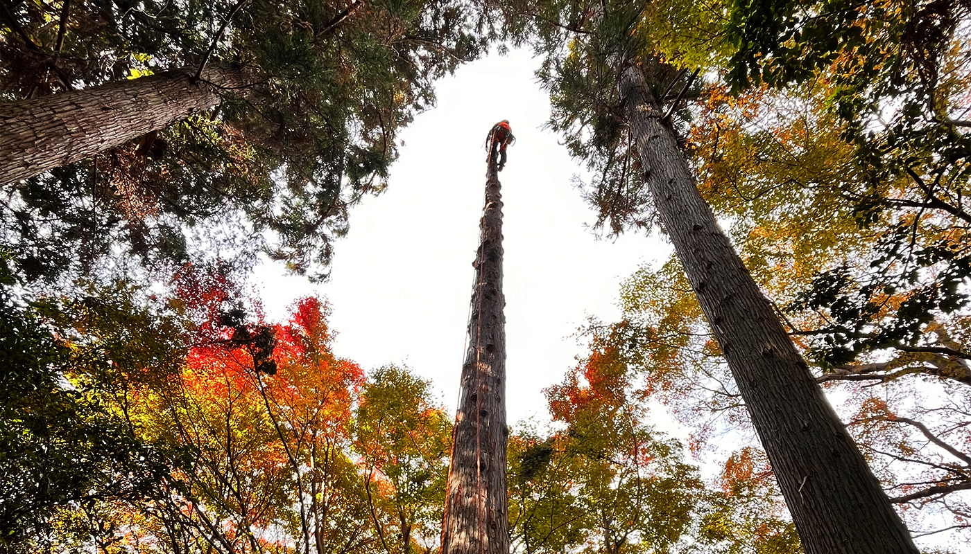 三重県特殊伐採｜SEAFOREST