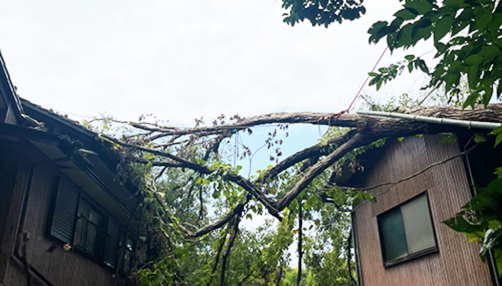 台風の倒木被害
