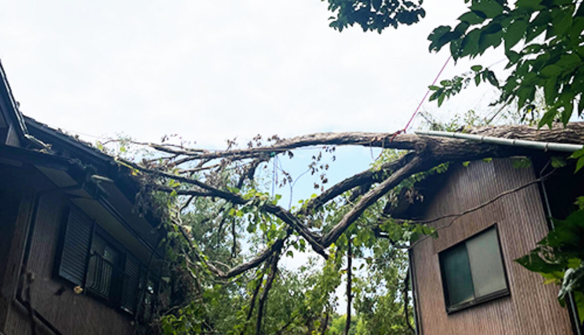 台風の倒木被害