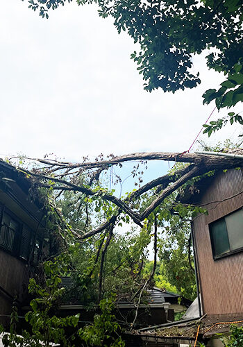 台風の倒木被害