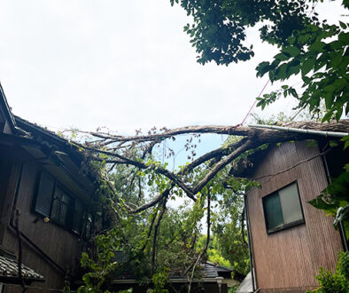 台風の倒木被害