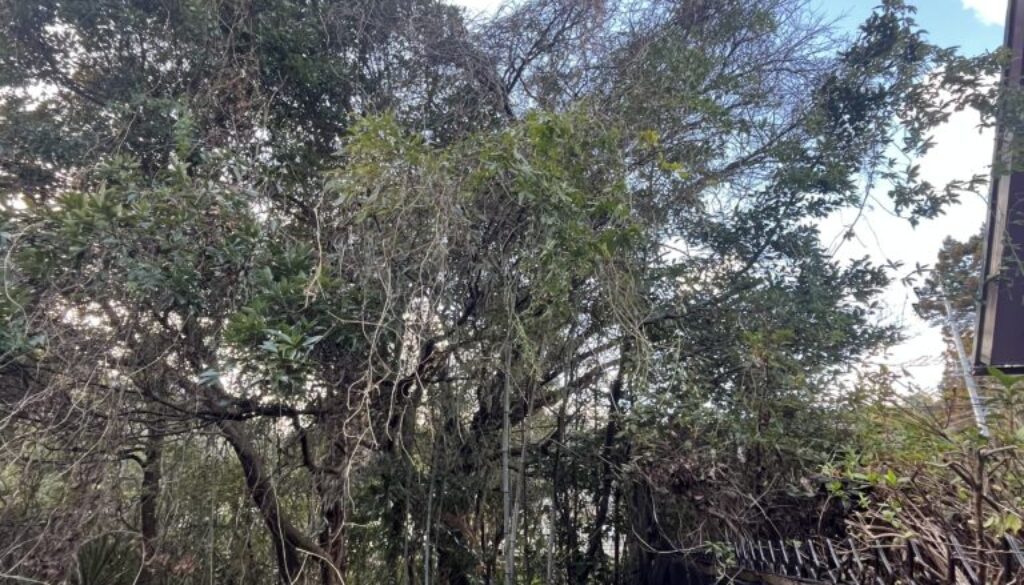 越境枝の除去工事