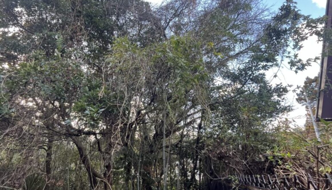 越境枝の除去工事