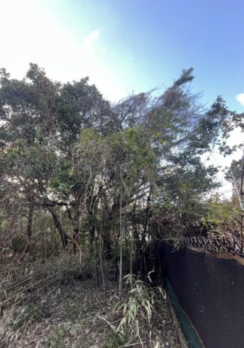 越境枝の除去工事