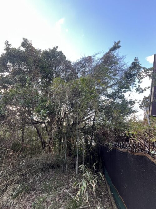 越境枝の除去工事