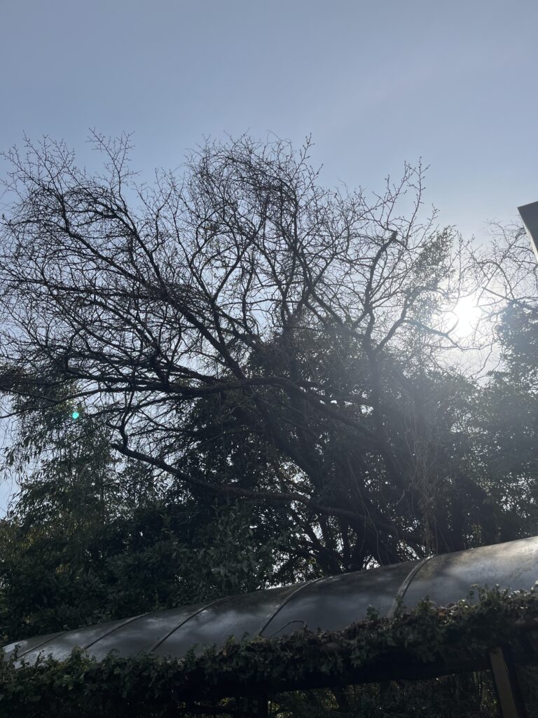 蔓絡みの越境枝