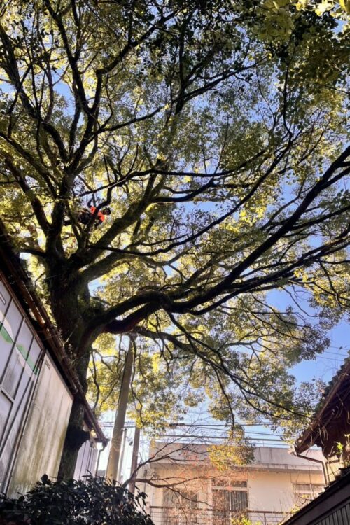 大楠の強剪定