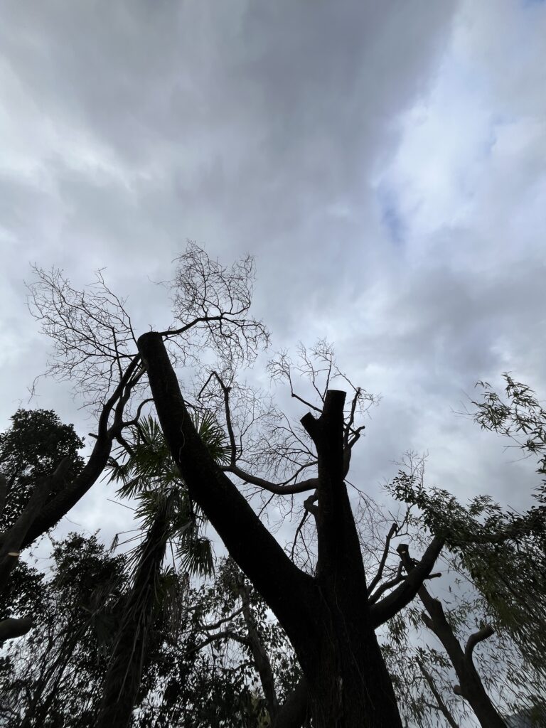 折り合いのつけた枝打ち