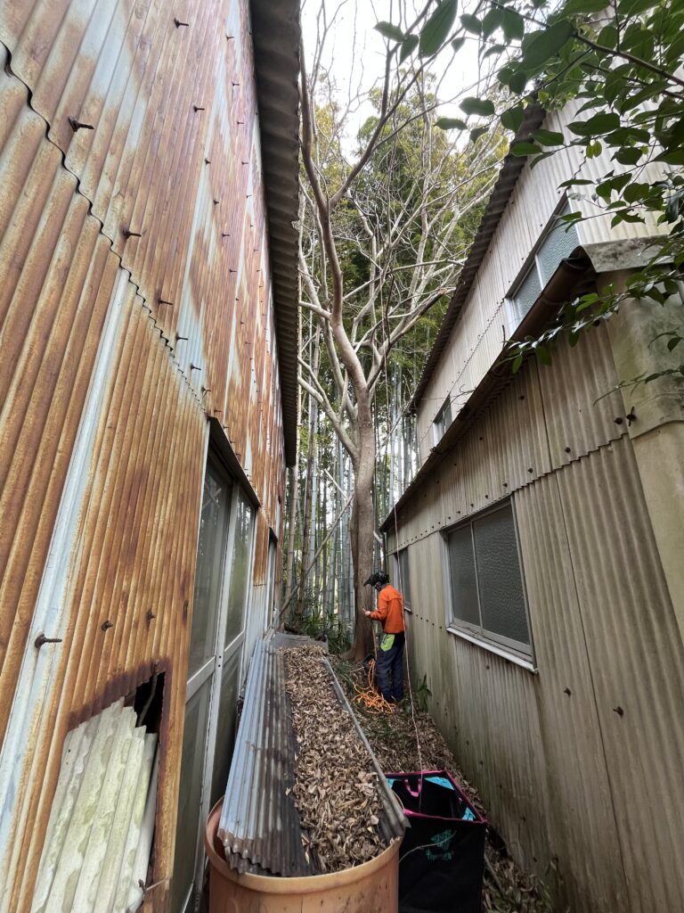 倉庫と倉庫の極狭い伐採