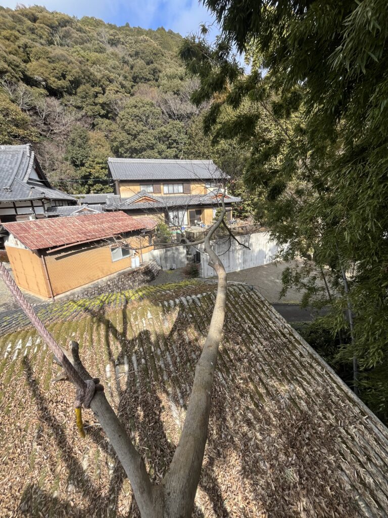 屋根は古いスレート素材で枝も伸びている