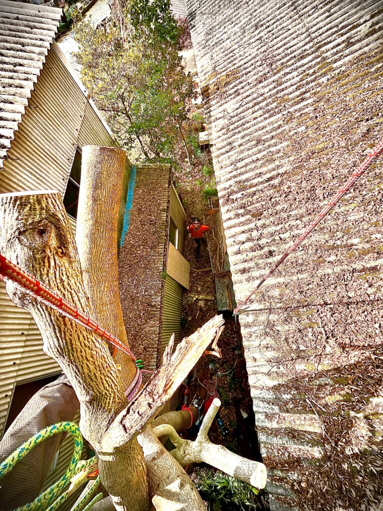 慎重に枝下ろし