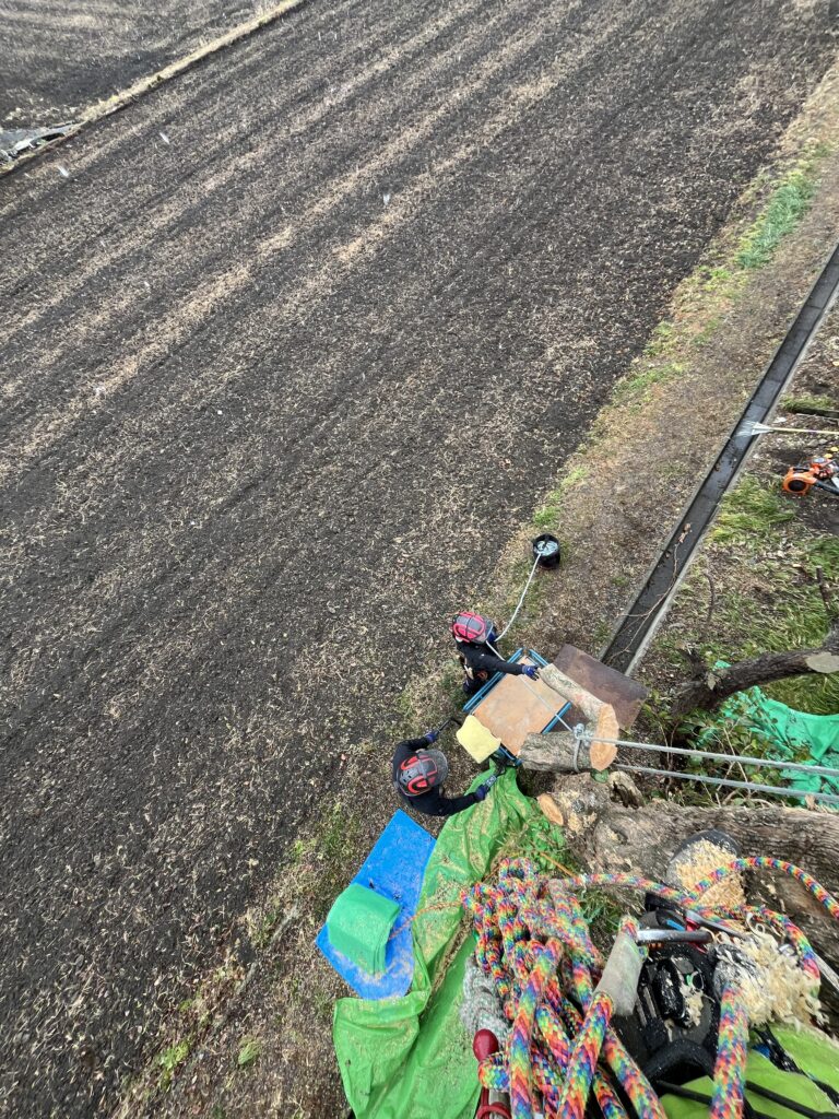 断幹した切断材を剪定屋空さんの華麗なロープワークで台車に乗せて運びます