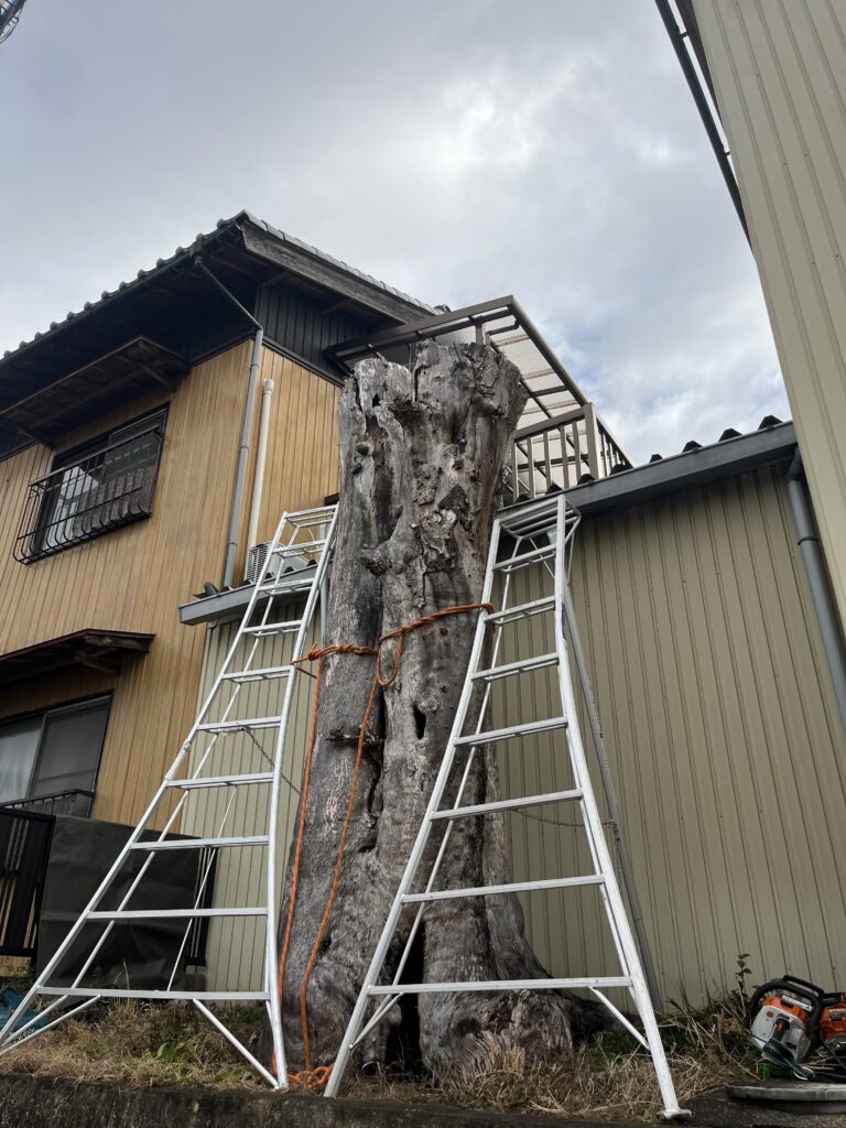 脚立を使用して分割して伐採