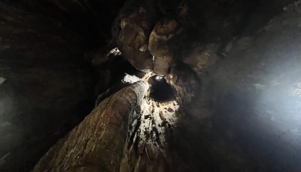 幹に穴があいた木は、本当に危ないのか？